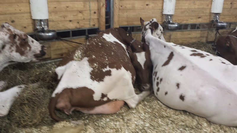 Illustration for article titled Cows at the Fair - I'm Famous and Exhausted